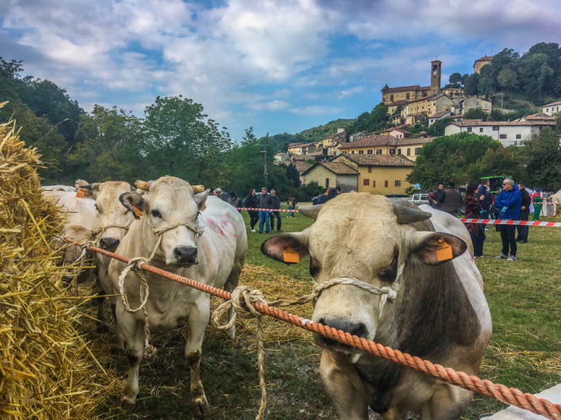 Ottiglio aspetta la fiera bovina di Sant'Eusebio